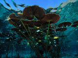 Long-Stemmed Water Lilies Reach for the Hot Mexican Sun