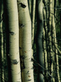 Close View of Several Aspen Tree Trunks