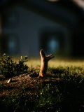 Black-Tailed Prairie Dog on Mound Near Louisville  Colorado