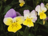 Close View of Pansy Blossoms