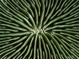 A Close-View of a Mushroom Coral of the Western Pacific