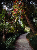 Cobblestone Path Winding Among Flowering Trees