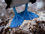 A Close View of the Webbed Feet of a Blue-Footed Booby