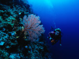 A Diver Swims Past Colorful Gorgonian Fan Coral