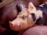 Sleeping Pig at a County Fair