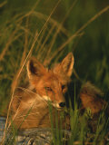 Close View of a Red Fox at Rest