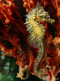 A Young Lined Sea Horse in a Clump of Red Seaweed on a Piling