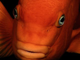 A Close-up of a Tangerine-Colored Garibaldi Fish