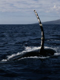 Humpback Whale off the Coast of Maui
