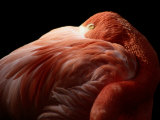 A Greater Flamingo Buries its Head in its Feathers