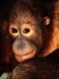 A Portrait of a Juvenile Orangutan