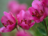 Close View of Kamchatka Rhododendron Blossoms on St George Island