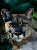 Florida Panther