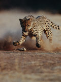 An African Cheetah Kicks up a Dust Cloud