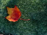 A Maple Leaf Lies on Emerald Moss in Autumn