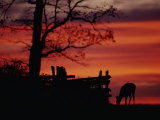 The Sunset Silhouettes a White-Tailed Deer Near a Fence