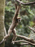 A Gibbon Hangs from a Branch in the Lied Jungle Exhibit