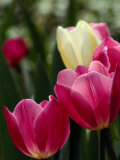 Close-up of Blooming Tulips