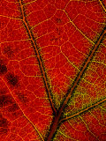 A Close View of the Veins of a Colorful Maple Leaf in Autumn