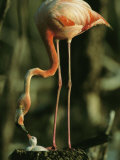 A Caribbean Flamingo Stands on its Nest and Feeds its Chick