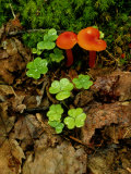Vivid Red Cortinarius Mushrooms Among Clover Plants