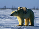 Polar Bear with Her Young