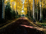 Dirt Road Leading Through a Grove of Aspen Trees