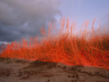 Dunes on the Pierce Stocking Scenic Drive