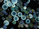 Microscopic View of Diatoms