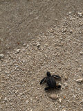 A Newly-Hatched Green Sea Turtle Makes its Way Towards the Waters Edge