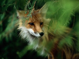 Fox with Porcupine Quills in its Nose