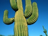 Close View of a Saguaro Cactus