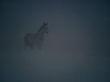 Horse in a Snowstorm Near Boggs  Wyoming
