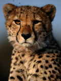 A Portrait of an African Cheetah Surrounded by Pesky Flies
