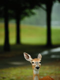 White-Tailed Deer Foraging on Grass