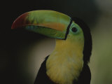 Portrait of a Toucan  Costa Rica