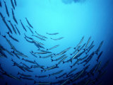 A School of Barracuda Fish Swim in a Circular Motion