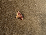 Shell on Sand at Bermagui Beach