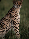 A Portrait of an African Cheetah