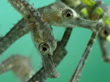 Sea Horse Young in the Wild