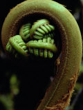 Close-up of a Fern Fiddlehead