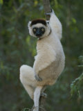 A Verreauxs Sifaka Lemur Clings One-Handed to a Tree Vine