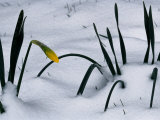 Spring Snow Coats New Daffodils