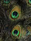 A Close View of the Eyes of Several Peacock Feathers