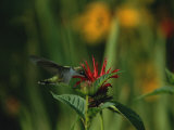 A Hummingbird at a Flower in Rock Creek Park