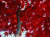 Close View of Red Maple Leaves