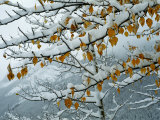 View of Snow-Laden Poplar Branches
