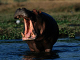Hippopotamus with Open Mouth