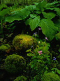 Blue Violets  Mosses  and Skunk Cabbage in a Red Maple Swamp