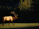 A Bull Elk Crosses a Fairway at the Banff Springs Hotel
